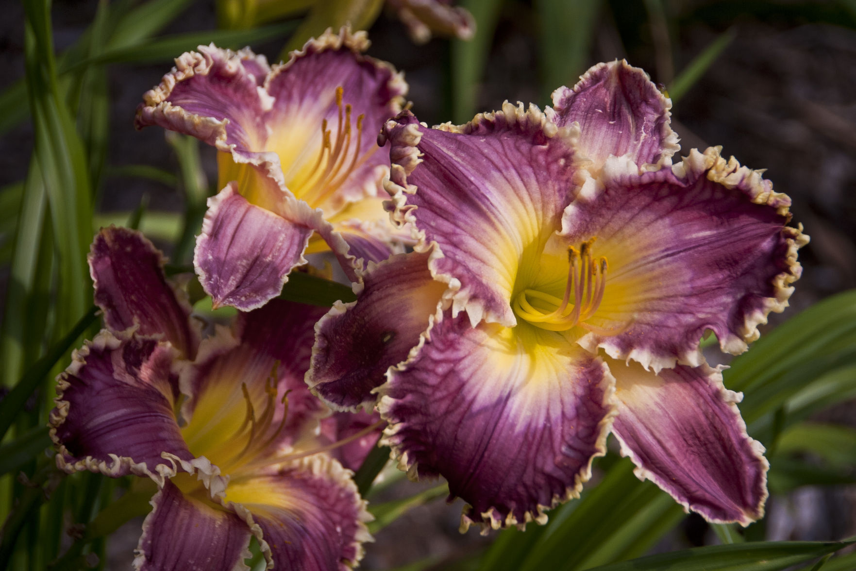Davis Boxwood & Daylily Nursery
